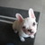 honden foto van Sarah