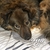 honden foto van NaomiLoveSpikey
