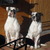 honden foto van W.Nance