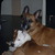 honden foto van Remco/Dionne; Boy/Chika