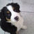 honden foto van Dennis