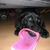 honden foto van ilse <3
