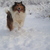 honden foto van Suzanne slager