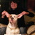 honden foto van cindy ludmann