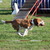 honden foto van vonneke