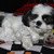 honden foto van lisa