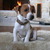 honden foto van Kirsten
