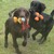 honden foto van OSHA flatcoat(s)