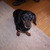 honden foto van Isabelle