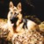 honden foto van Jacky Houwer