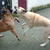 honden foto van mijn bull en kangal