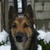 honden foto van Connie