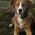 honden foto van bianc@