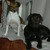 honden foto van Lia ,Bruno en Kyra