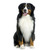 honden foto van Beer & Beau