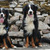 honden foto van Tygo