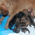 honden foto van kim