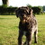 honden foto van yvonne klompenhouwer