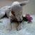honden foto van samira