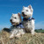 honden foto van Dolce & Enya
