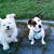 honden foto van sigrid