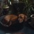 honden foto van goldy en balloe