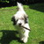 honden foto van Merel