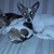 honden foto van Tess