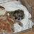 honden foto van Sylvia Kabout