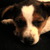 honden foto van stephen