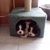 honden foto van van Kijero