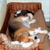 honden foto van corne