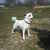honden foto van Stephanie