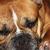 honden foto van Nick Beerlandt