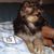 honden foto van Marina