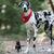 honden foto van romy