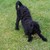 honden foto van bruce