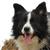 honden foto van Scott