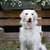 honden foto van Fam.Bos