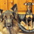 honden foto van tine
