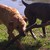 honden foto van Moo & Mila