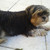 honden foto van Danielle ^^ Jay ^^ Marley 