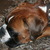 honden foto van Anneke van den Bos