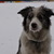 honden foto van janine&Izzie