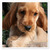 honden foto van FlaSh en Credo 