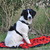 honden foto van Emmie