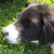 honden foto van Jeffe