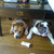 honden foto van ans