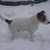honden foto van Marina