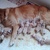 honden foto van Nadia Overkamp